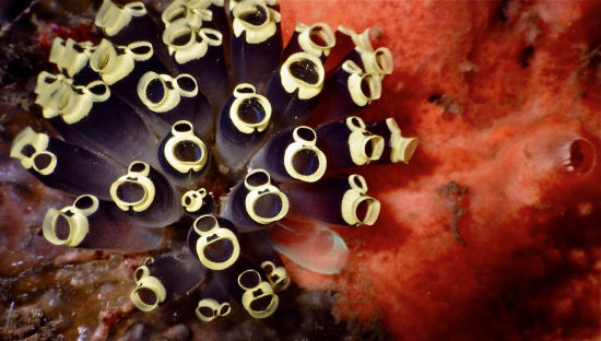  Clavelina robusta (Cat Eye Squirt, Singing Tunicate)